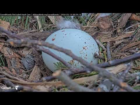 Big Red Reveals Her Speckled Egg During Frosty Morning Incubation Switch – March 19, 2024