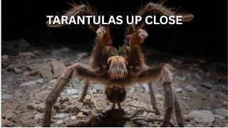 Canon Explorer of Light: Keith Ladzinski – Tarantulas Up Close (2026) – Macro Wildlife Photography Showcase