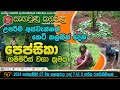 උපරිම ආස්වැන්නක් කෙටි කලකින් දෙන පෙප�