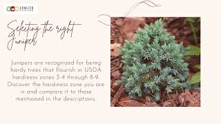 How to Plant Junipers: Tips and Tricks for a Beautiful Display
