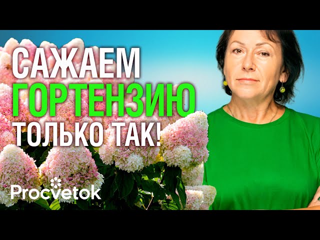 ГОРТЕНЗИЯ ЗАЦВЕТЕТ ОГРОМНЫМИ ШАПКАМИ после такой посадки осенью! Как посадить гортензию?