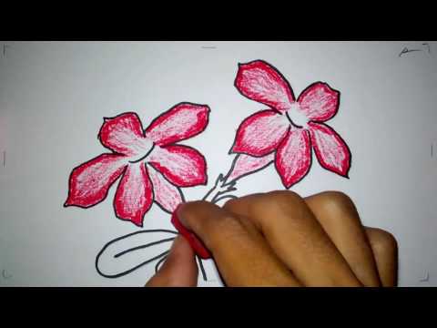 download lagu mp3 mp4 Tutorial Menggambar Bunga Kamboja, download lagu Tutorial Menggambar Bunga Kamboja gratis, unduh video klip Tutorial Menggambar Bunga Kamboja