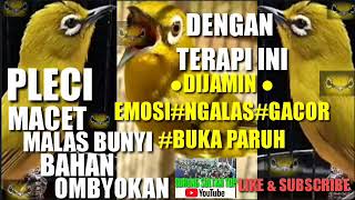 Download lagu TERAPI PLECI NGALAS ! SUARA AIR MENGALIR || 99% PLECI MACET/BAHAN/MALAS CEPAT NGALAS & GACOR !! mp3