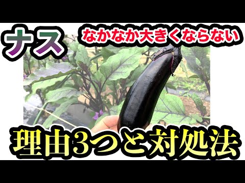 苗が成長しないのはなぜですか?それを修正するにはどうすればよいですか?  庭園