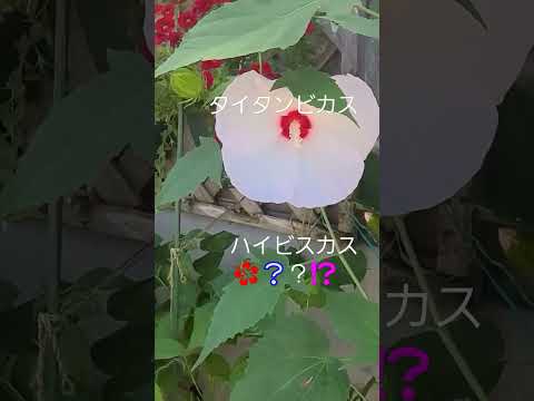 巨大なハイビスカス、多年草のハイビスカス 植物