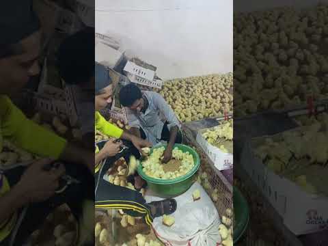 Vaccination of broiler chicks#vaccination #poultryfarm #broilerchicken #vaccines