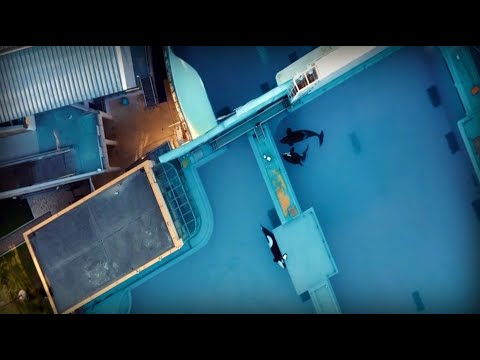 The black and white gold – whales behind bars