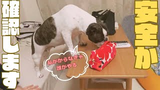 チェックは欠かさない愛犬🐶