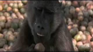 animals Bing Video Google Chrome