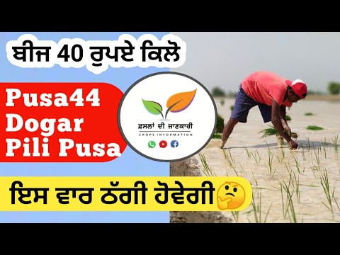 Pili Pusa Paddy Rice Information