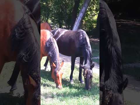 , title : 'HORSES ALMATY KAZAKHSTAN/WALKING STREET/AUGUST 2023'