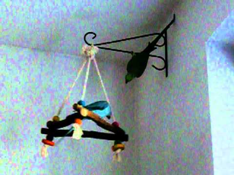 Halsbandsittichdame Gaia verteidigt die Stellung