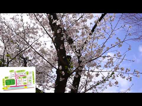 フランス語学科 sakura 2022