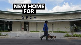 SPCA's New Home | CNA Insider