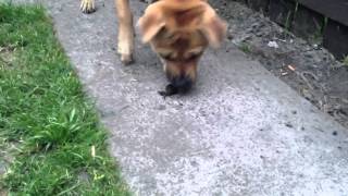 Dog fights crabb to the bitter end