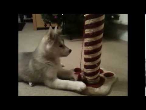 Nishka as pup complete collection