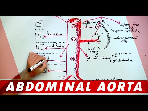 Anatomy - Abdominal Aorta Branches