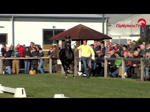 Hannoveraner Hengstkörung | Impressionen | 2013