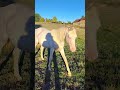 Poulain cr&egrave;me au yeux bleu 