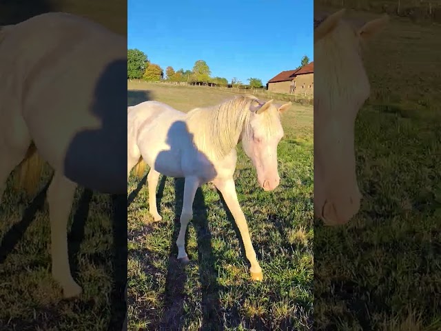 Poulain cr&egrave;me au yeux bleu 