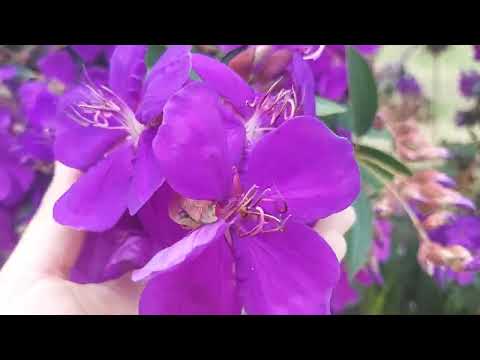 Tibochina full flower -full bloom of purple flowers