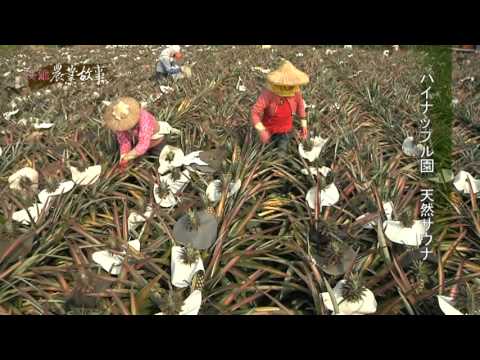 Young Farmer – Shi Yen-tong