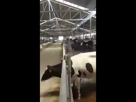 TOSUN RIGEL Havalandırma ve Soğutma Fanı