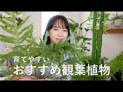 , title : '【PLANT TOUR】育てやすい初心者におすすめ観葉植物5選【インテリアにも！】'