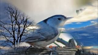 Townes Van Zandt - &quot;Snow Don&#39;t Fall&quot;