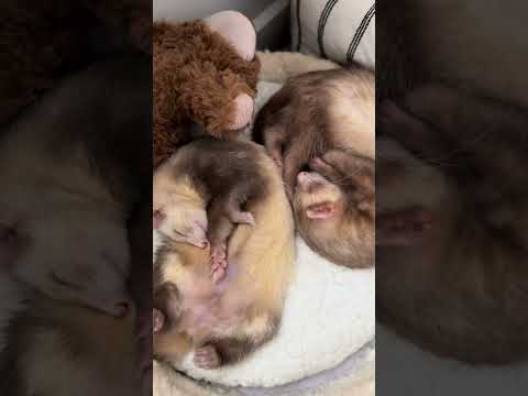 Ошибка, Которая Чуть Не Сломала Жизнь Питомцу