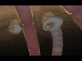 my first ascension [rain world ending spoilers]