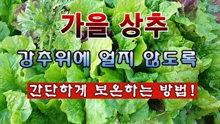 [텃밭농부 2,121]  가을 상추. 강력한 한파에도 보호하며 수확 하는 간단한 방법! #상추재배