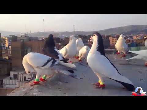 Bholu Veer Racer Pigeon (kabootar) in patiala (punjab, india) 15