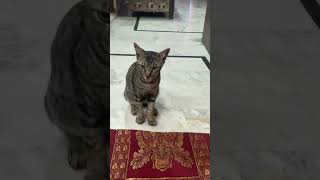 Diwali 🪔 #music #aarti #cat