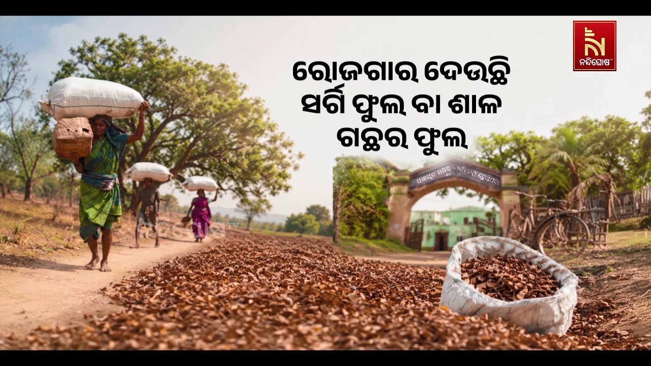 ସର୍ଗି ଫୁଲ ବା ଶାଳ ଗଛର ଫୁଲ ଦେଉଛି ରୋଜଗାର