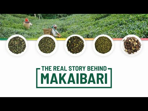 The Untold Story of world's first tea factory Makaibari Tea Estate Darjeeling