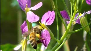 How Great Thou Art - Jackie Evancho - Nature Music Video