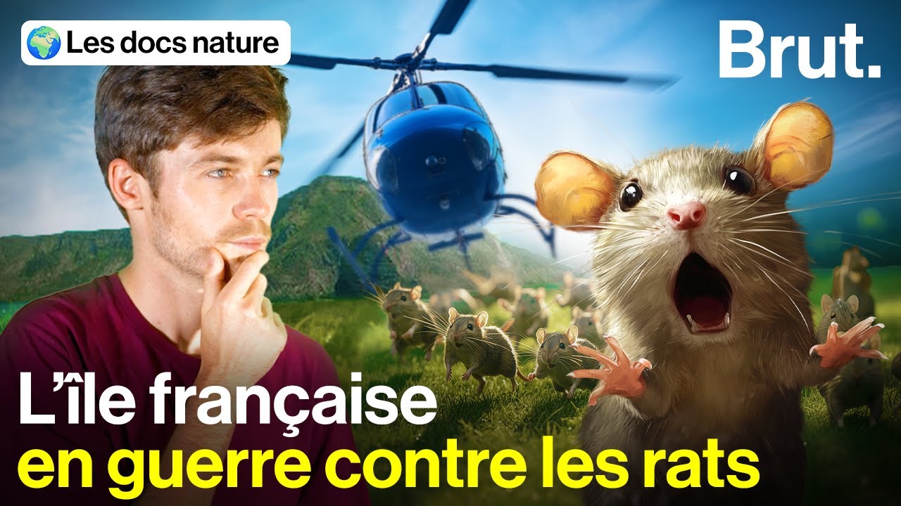Au bout du monde, la France chasse les rats en hélicoptère