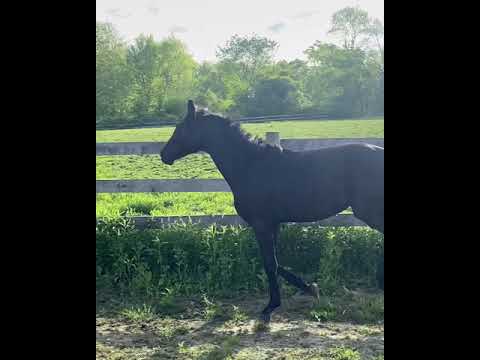 Secret / Wolkentanz colt