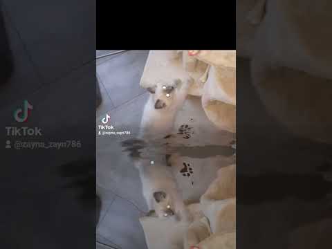 Zayna & Zayn lekker zwemmen 💕💕