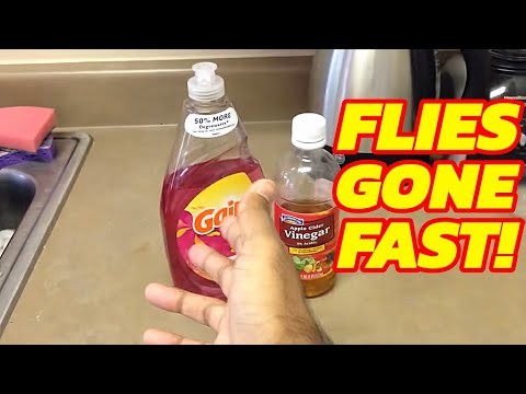 YouTube video about: How to get rid of light bugs?