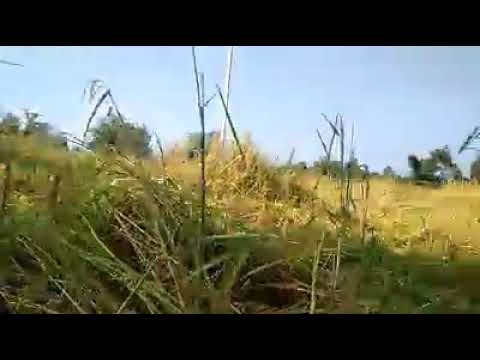 ຫາກົບກ່ອນເລີ ເພິ່ນວ່າ