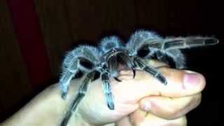 Download lagu Tarantula bite Feb 22, 2015 mp3