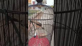 Download lagu cendet trotol ngriwik tengkek buto#cendet #cendetgacor mp3