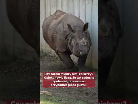 Węgierski kawaler zawitał we wrocławskim Ogrodzie Zoologicznym