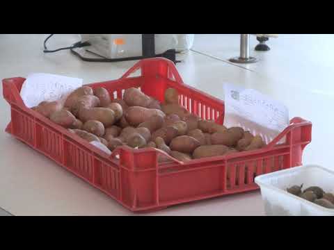 Može bolje ep.74 03.09.2018. - proizvodnja sadnog materijala krompira