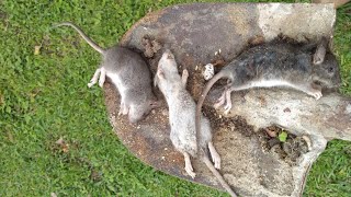 COMO ACABAR COM OS RATOS | TIPOS DE VENENO | CHUMBINHO | CRIAÇÃO DE GALINHAS