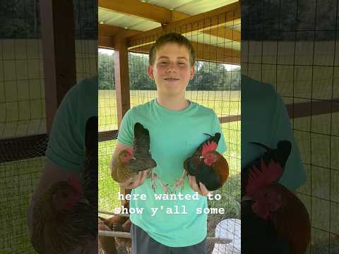 Check out my Old English Red Bantams! #bantams #rooster #chicken #backyardchickens #eggs #shorts