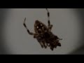 Halloween Spider Mashup 4 Songs :::: Along Came A Spidergawd Cobbweb Spell (DG Remix) macro