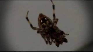 Halloween Spider Mashup 4 Songs :::: Along Came A Spidergawd Cobbweb Spell (DG Remix) macro